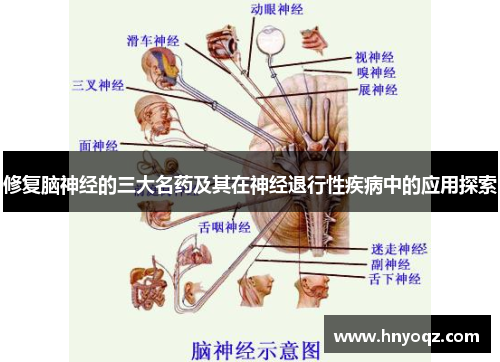 修复脑神经的三大名药及其在神经退行性疾病中的应用探索